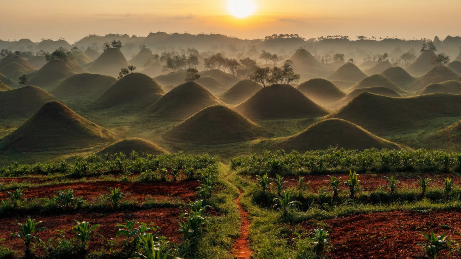 Perbukitan kerucut Gunungkidul saat fajar, dengan jalan setapak di antara kebun singkong.